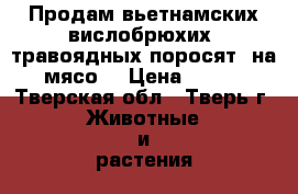 Продам вьетнамских,вислобрюхих ,травоядных поросят.(на мясо) › Цена ­ 230 - Тверская обл., Тверь г. Животные и растения » Другие животные   . Тверская обл.,Тверь г.